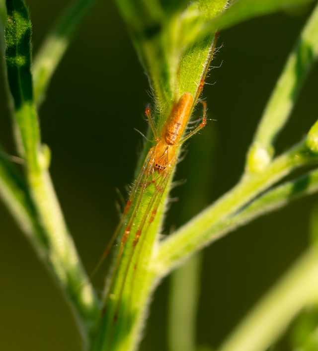 Tetragnatha sp. - Lunigiana (MS)